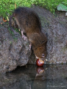 Water Vole (Arvicola terrestris) Graham Carey