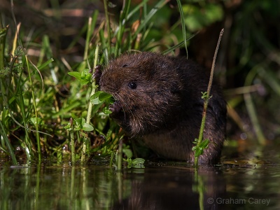 Water Vole (Arvicola terrestris) Graham Carey