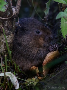 Water Vole (Arvicola terrestris) Graham Carey