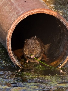 Water Vole (Arvicola terrestris) Graham Carey