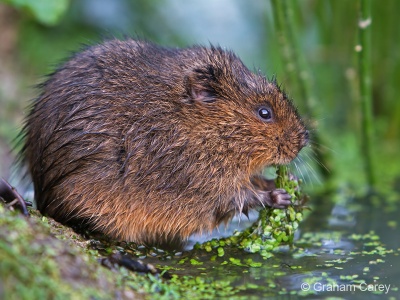 Water Vole (Arvicola terrestris) Graham Carey