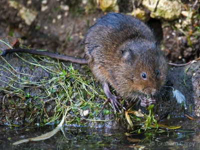 Water Vole (Arvicola terrestris) Graham Carey