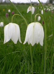 Snakeshead Fritillary [Fritillaria meleagris] White form. Steve Covey