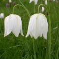 Snakeshead Fritillary [Fritillaria meleagris] White form. Steve Covey