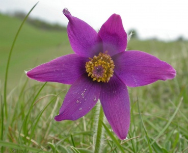 Pasque Flower [Pulsatilla vulgaris] Steve Covey