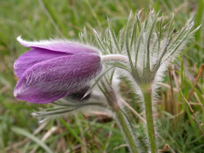 Pasque Flower [Pulsatilla vulgaris] Steve Covey