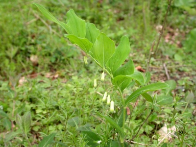 Solomon's Seal [Polygonatum multiflorum] Steve Covey