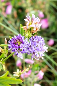 Lucerne (Medicago sativa ssp. sativa) Alistair Morrell