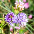 Lucerne (Medicago sativa ssp. sativa) Alistair Morrell
