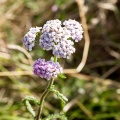 Yarrow (Achillea millefolium) Alistair Morrell