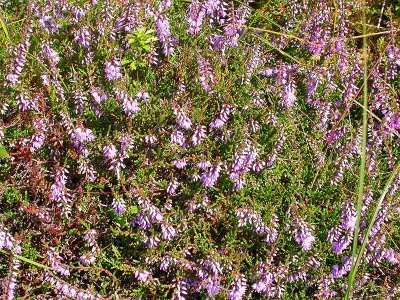 Scottish heather (Calluna vulgaris) Kenneth Noble