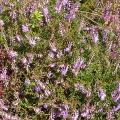 Scottish heather (Calluna vulgaris) Kenneth Noble