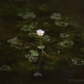 Water Crowfoot (Ranunculus petatus) Graham Carey