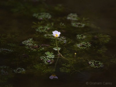 Water Crowfoot (Ranunculus petatus) Graham Carey