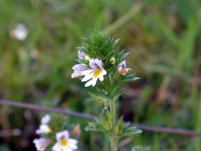 eyebright ( Euphrasia sp) Kenneth Noble