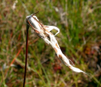 Cotton grass (Eriophorum) Kenneth Noble