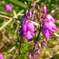 bell heather (Erica cinerea) Kenneth Noble