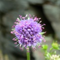 Devil's bit scabious (Succisa pratensis) Kenneth Noble