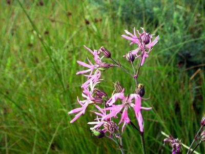 ragged robin (Lychnis flos-cuculi) Kenneth Noble