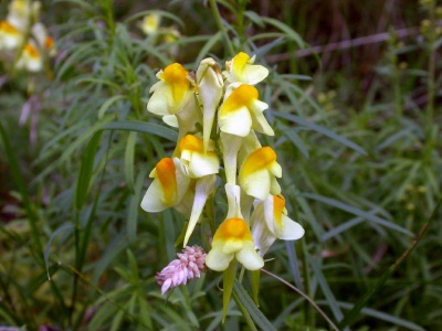 Common toadflax (Linaria vulgaris) Kenneth Noble