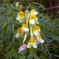 Common toadflax (Linaria vulgaris) Kenneth Noble