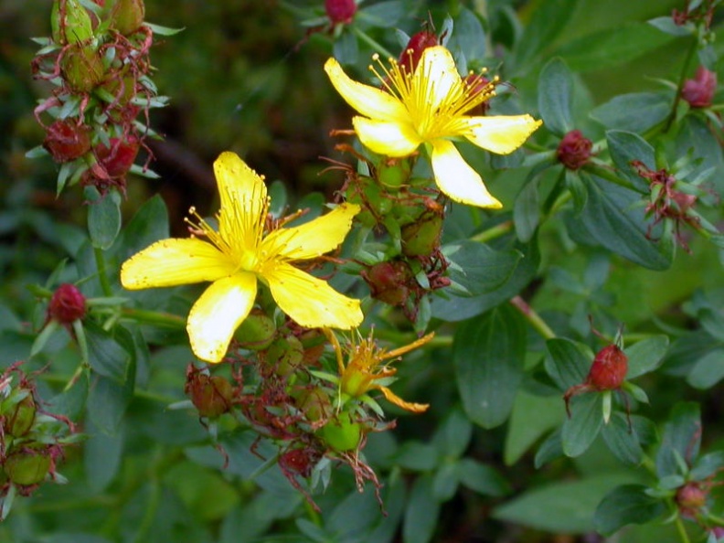 St John's wort (Hypericum) Kenneth Noble - 662.jpg 662.jpg