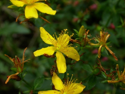 St John's wort (Hypericum) Kenneth Noble