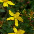 St John's wort (Hypericum) Kenneth Noble