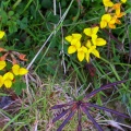 birdsfoot trefoil (Lotus corniculatus) Kenneth Noble