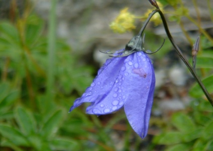 Mountain Harebell (Campanula sp) with dew, Alan Prowse