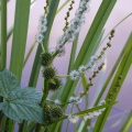 Branched Bur-reed (Sparganium erectum) Steve Gale