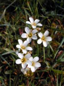 Meadow Saxifrage (Saxifraga granulata) Steve Gale