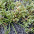 Annual Knawel (Scleranthus annus) Steve Gale