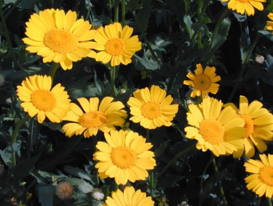Corn Marigold (Chrysanthemum segetum) Steve Gale