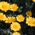 Corn Marigold (Chrysanthemum segetum) Steve Gale