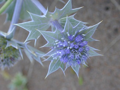 Sea Holly (Eryngium maritimum) Steve Gale