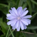 Chicory (Cichorium intybus) Steve Gale