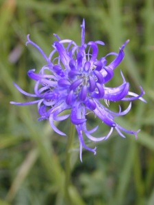 Round-headed Rampion (Phyteuma spicatum) Steve Gale