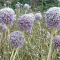 Wild Leek (Allium ampeloprasum) Steve Gale