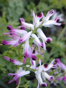 Western Ramping Fumitory (Fumaria occidentalis) Steve Gale