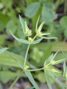 Dwarf Spurge (Euphorbia exigua) Steve Gale