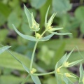 Dwarf Spurge (Euphorbia exigua) Steve Gale
