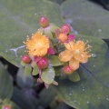 Tutsan (Hypericum androsaemum) Steve Gale