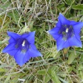 Trumpet Gentian (Gentiana clusii) Steve Gale