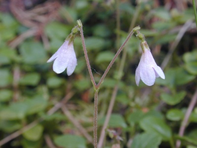 Twinflower (Linnaea borealis) Steve Gale