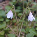 Twinflower (Linnaea borealis) Steve Gale