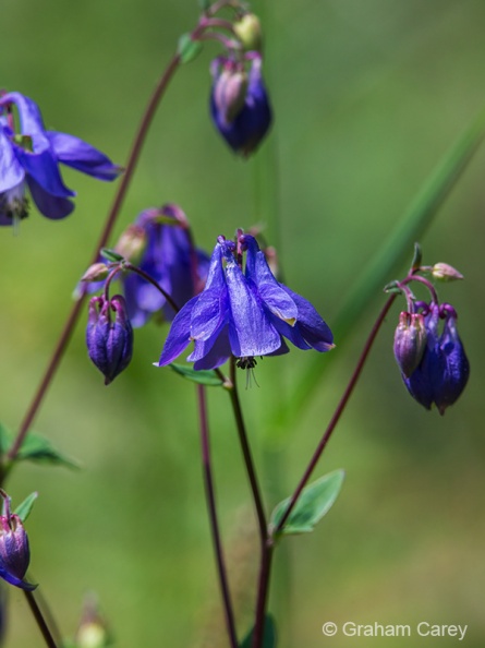 Common Columbine (Aquilega vulgaris) Graham Carey - DX1_0527m4.jpg DX1_0527m4.jpg