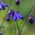 Common Columbine (Aquilega vulgaris) Graham Carey