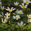 Water Crowfoot (Ranunculus aquatilis) Graham Carey