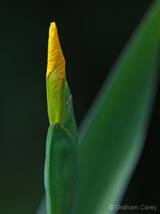 Yello Flag Iris (Iris pseudacorus) Graham Carey